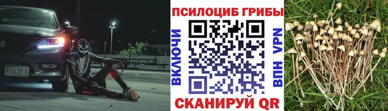 как найти закладки  Новоржев  Псилоцибиновые грибы Cubensis 